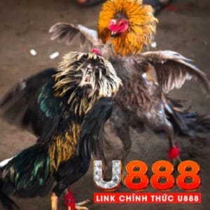 Chăn Nuôi Gà Đá U888 (Ảnh Đại Diện)