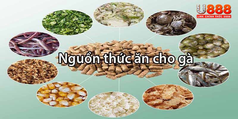 Các nhóm thức ăn cần bổ sung cho gà chọi trong quá trình tập luyện